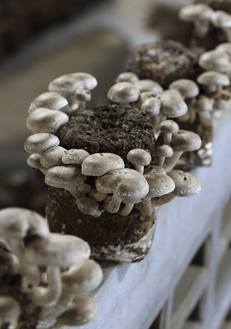 Mushroom Farming